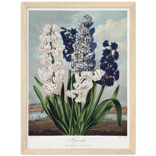 Pierre-Joseph Redouté, floral, flowers, art, wall art, flower prints, botanical, illustration, plants, roses