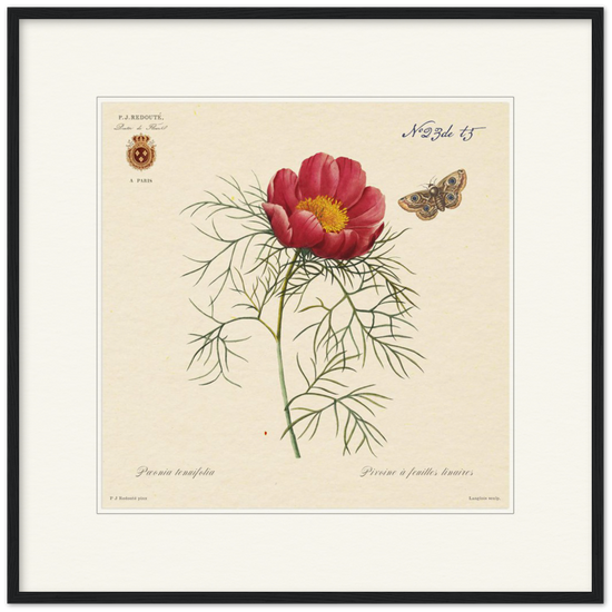 Pierre-Joseph Redouté, floral, flowers, art, wall art, flower prints, botanical, illustration, plants, roses