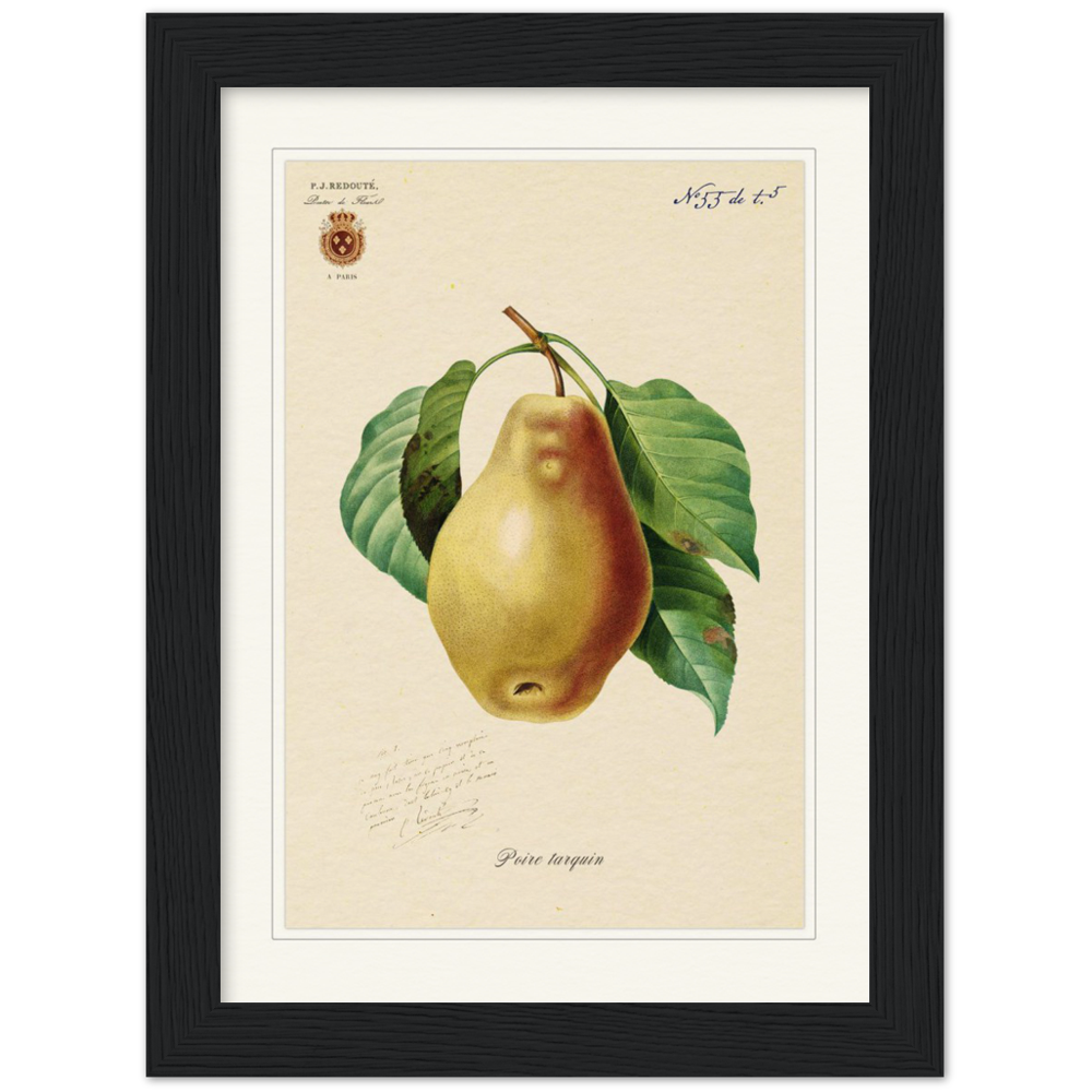 Tarquin Pear