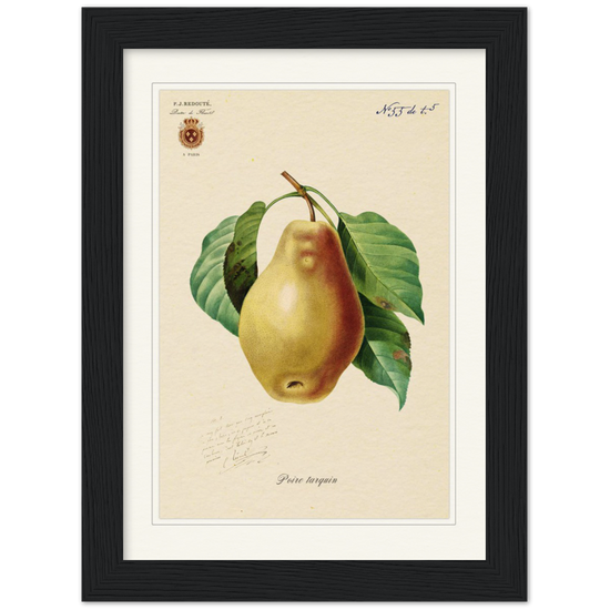 Tarquin Pear