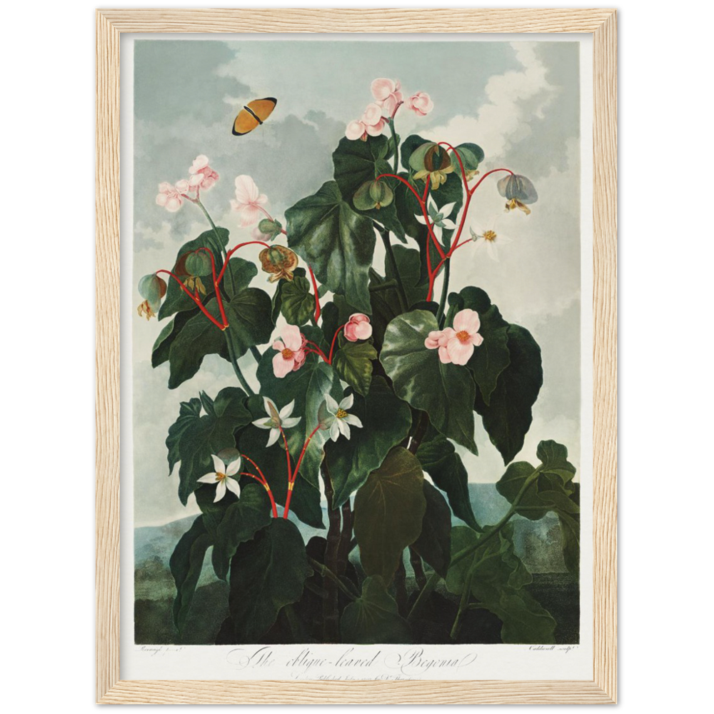 The oblique-leaved begonia by R.J. Thornton, 1807