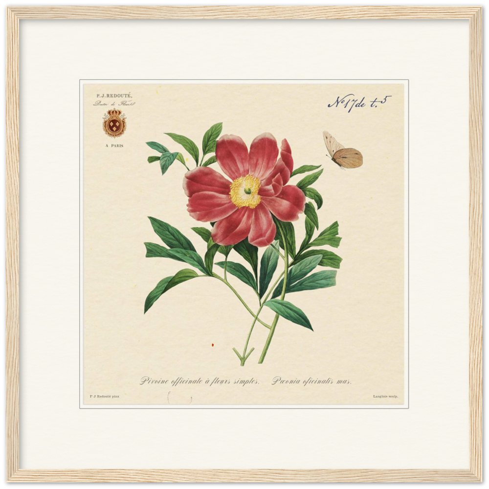 Peony by Redouté, 1827 (édition classique)