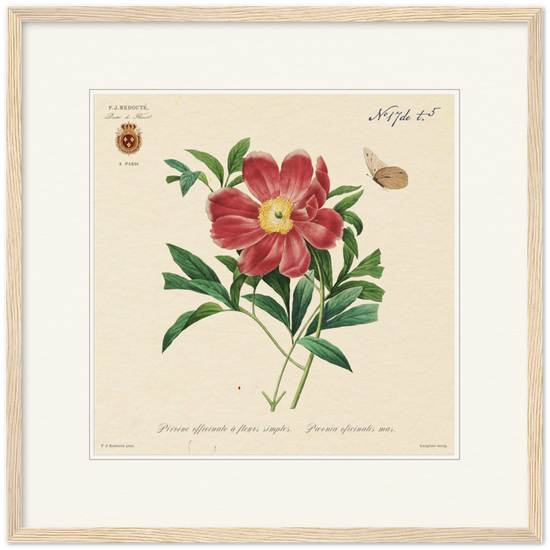 Peony by Redouté, 1827 (édition classique)