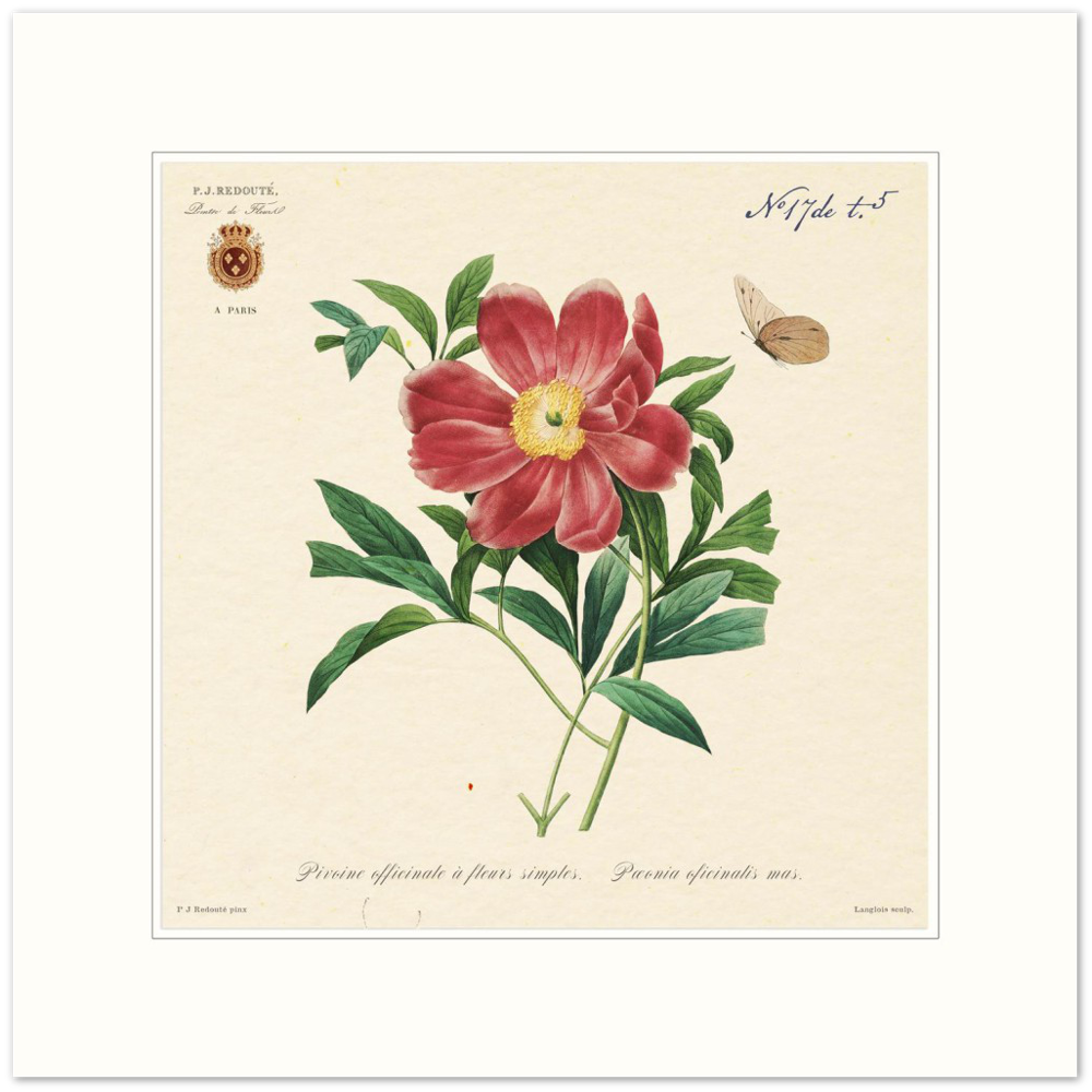 Peony by Redouté, 1827 (édition classique)
