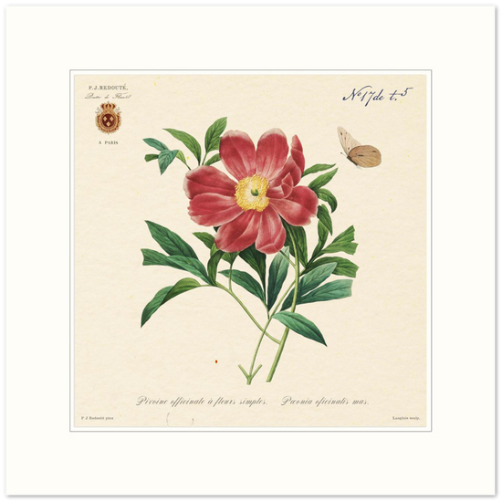 Peony by Redouté, 1827 (édition classique)
