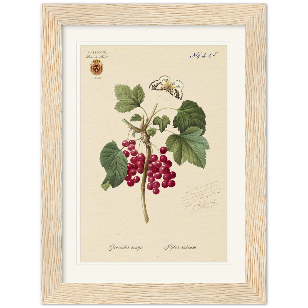 Red currant by Redoute, 1827 (édition classique)