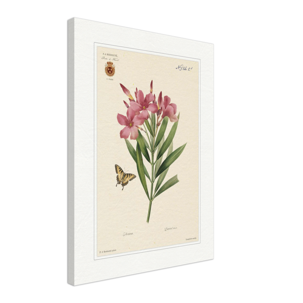 Pierre-Joseph Redouté, floral, flowers, art, wall art, flower prints, botanical, illustration, plants, roses