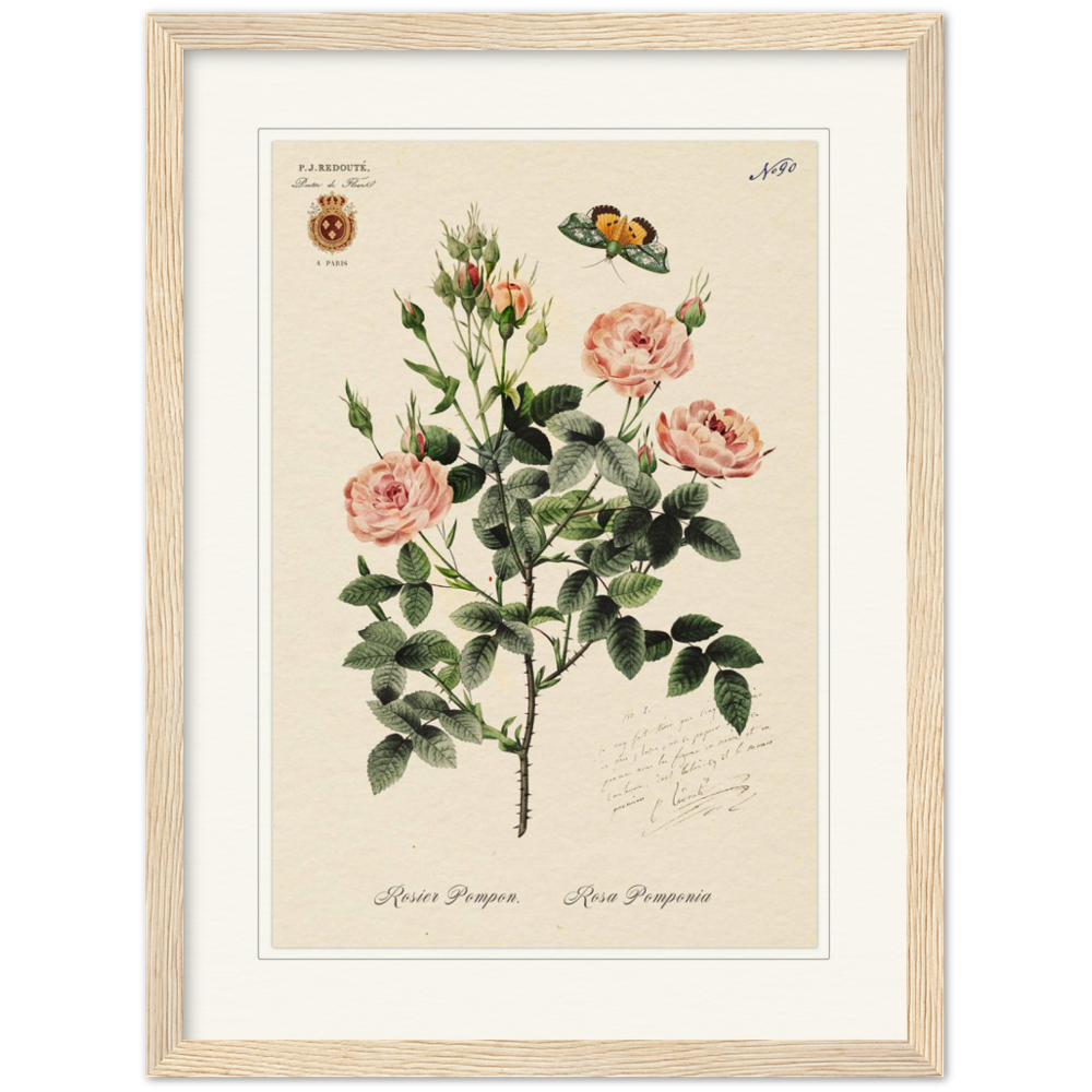 Rose Pompon by Redouté, 1824 (édition classique)