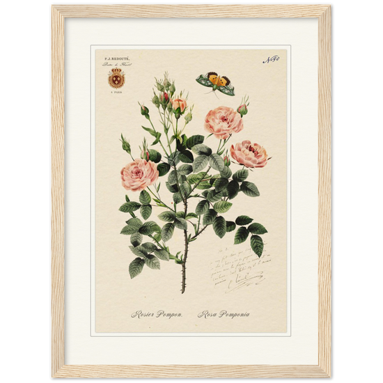 Rose Pompon by Redouté, 1824 (édition classique)