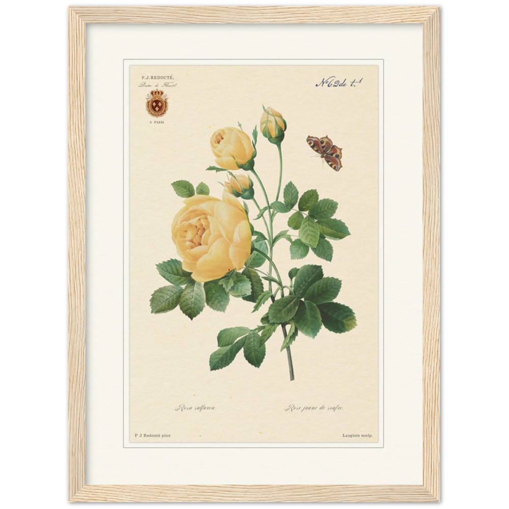 Yellow rose by Langlois and Redouté (édition classique)