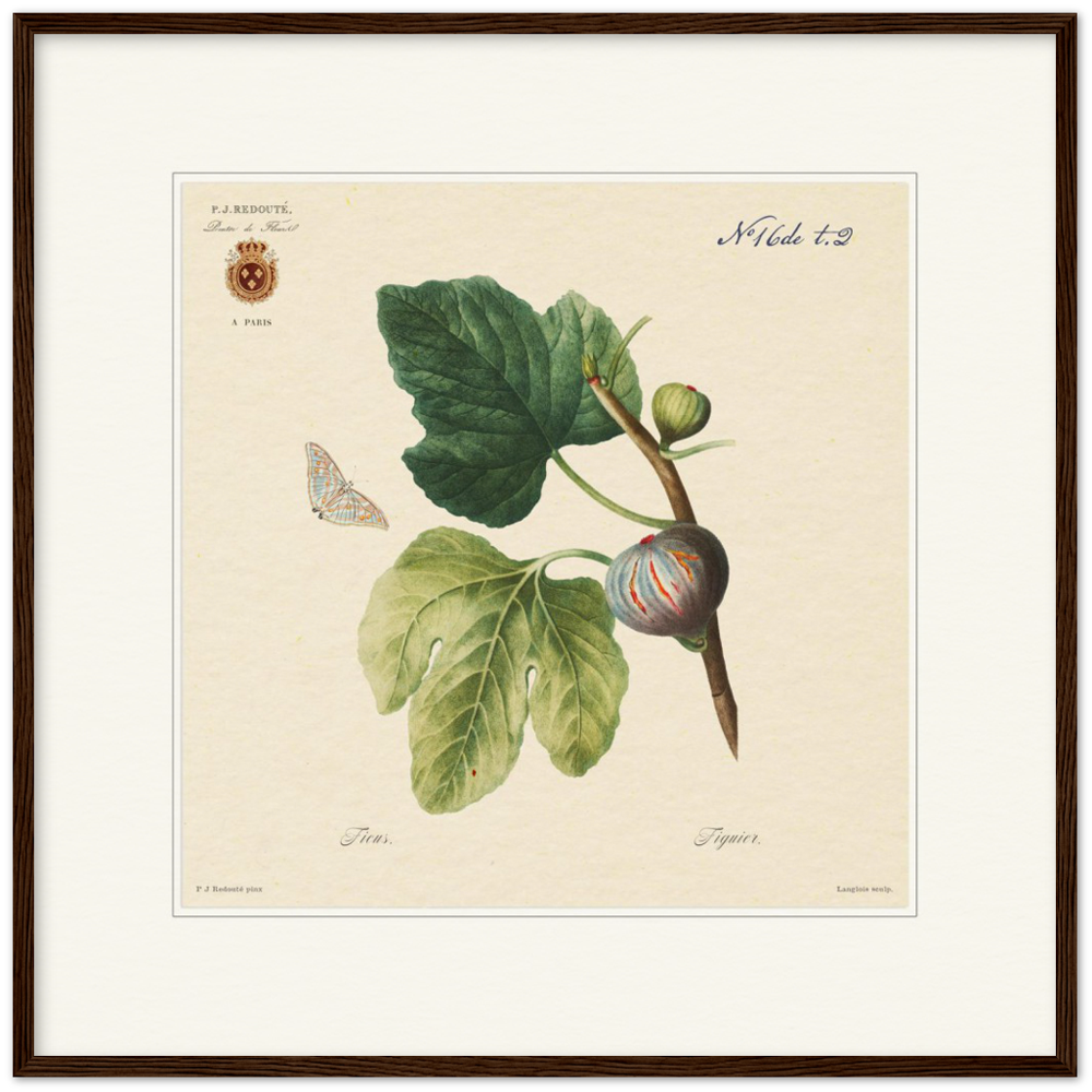 Figs by Redouté, 1834 (édition classique)