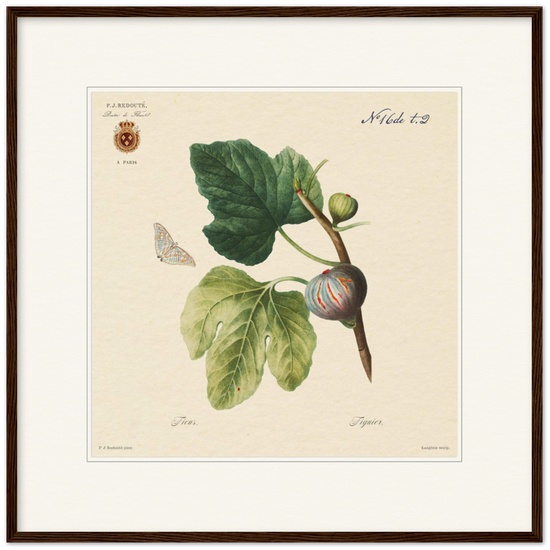 Figs by Redouté, 1834 (édition classique)