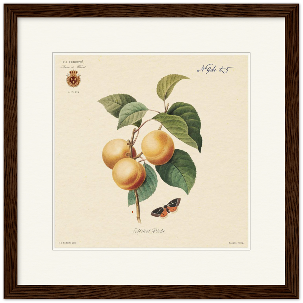 Apricot-Peaches by Redouté, 1824 (édition classique)
