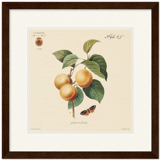 Apricot-Peaches by Redouté, 1824 (édition classique)