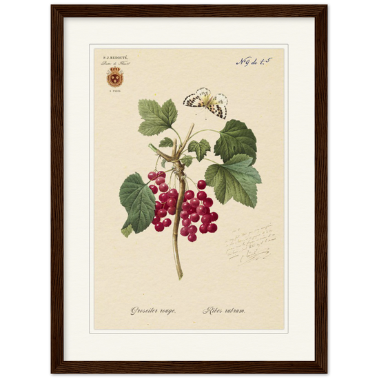 Red currant by Redoute, 1827 (édition classique)