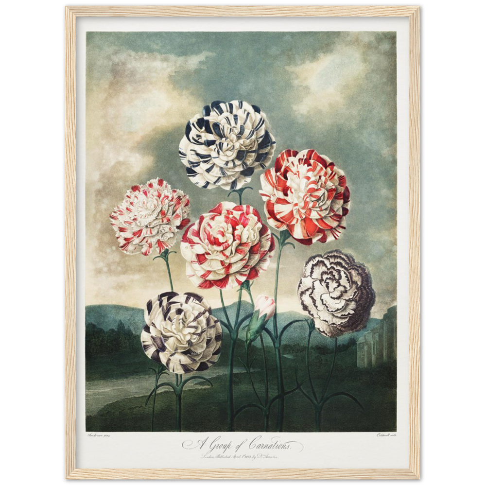 Pierre-Joseph Redouté, floral, flowers, art, wall art, flower prints, botanical, illustration, plants, roses