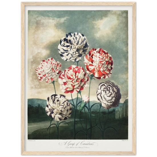Pierre-Joseph Redouté, floral, flowers, art, wall art, flower prints, botanical, illustration, plants, roses