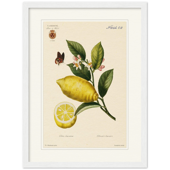 Lemon by Redouté, 1834 (édition classique)