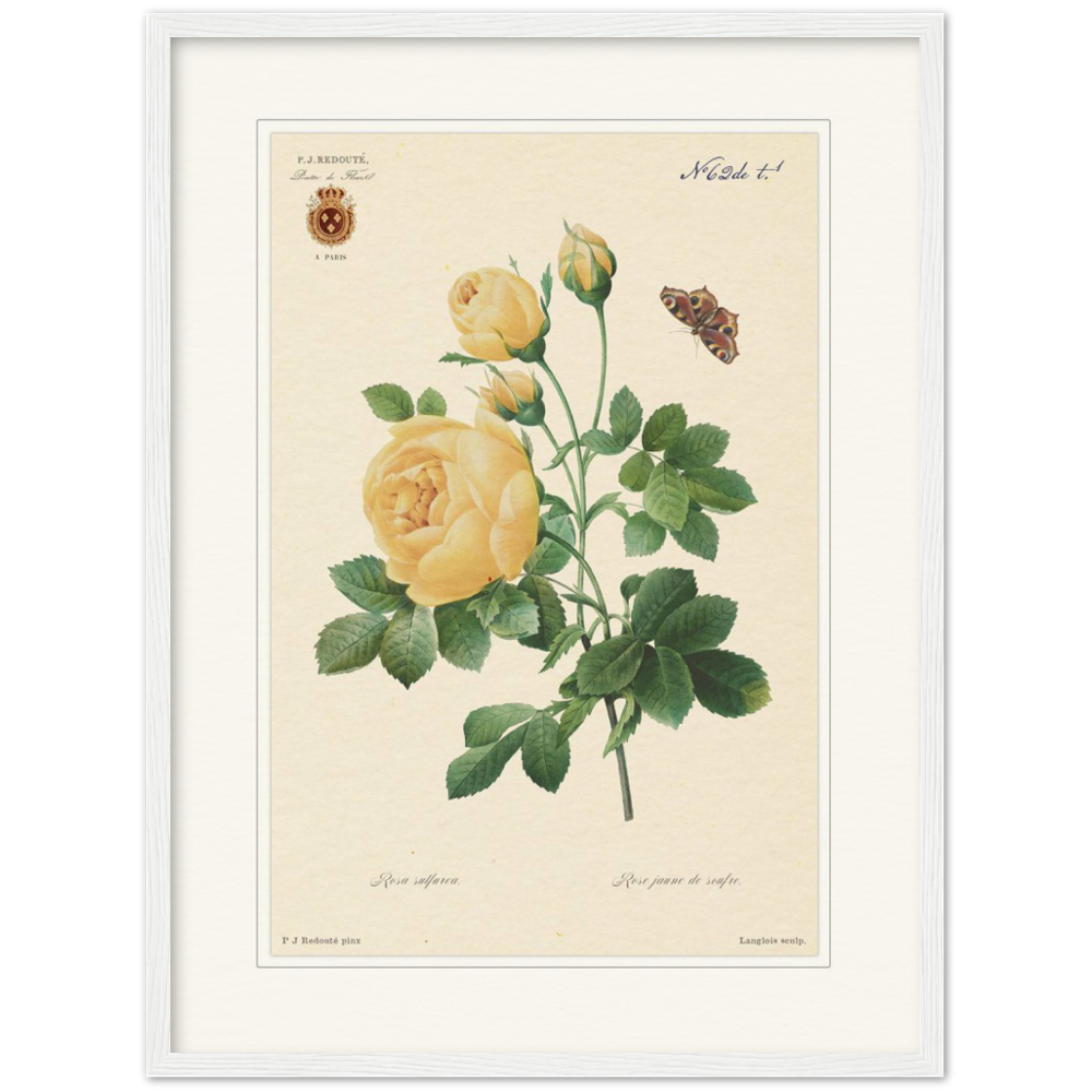 Yellow rose by Langlois and Redouté (édition classique)