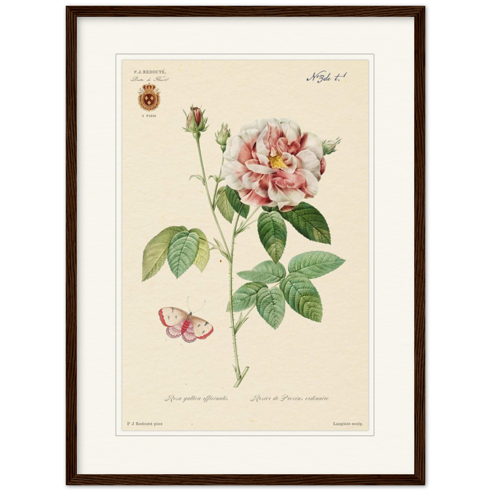 French Provencal Rose by Redouté, édition classique