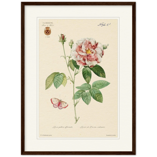 French Provencal Rose by Redouté, édition classique