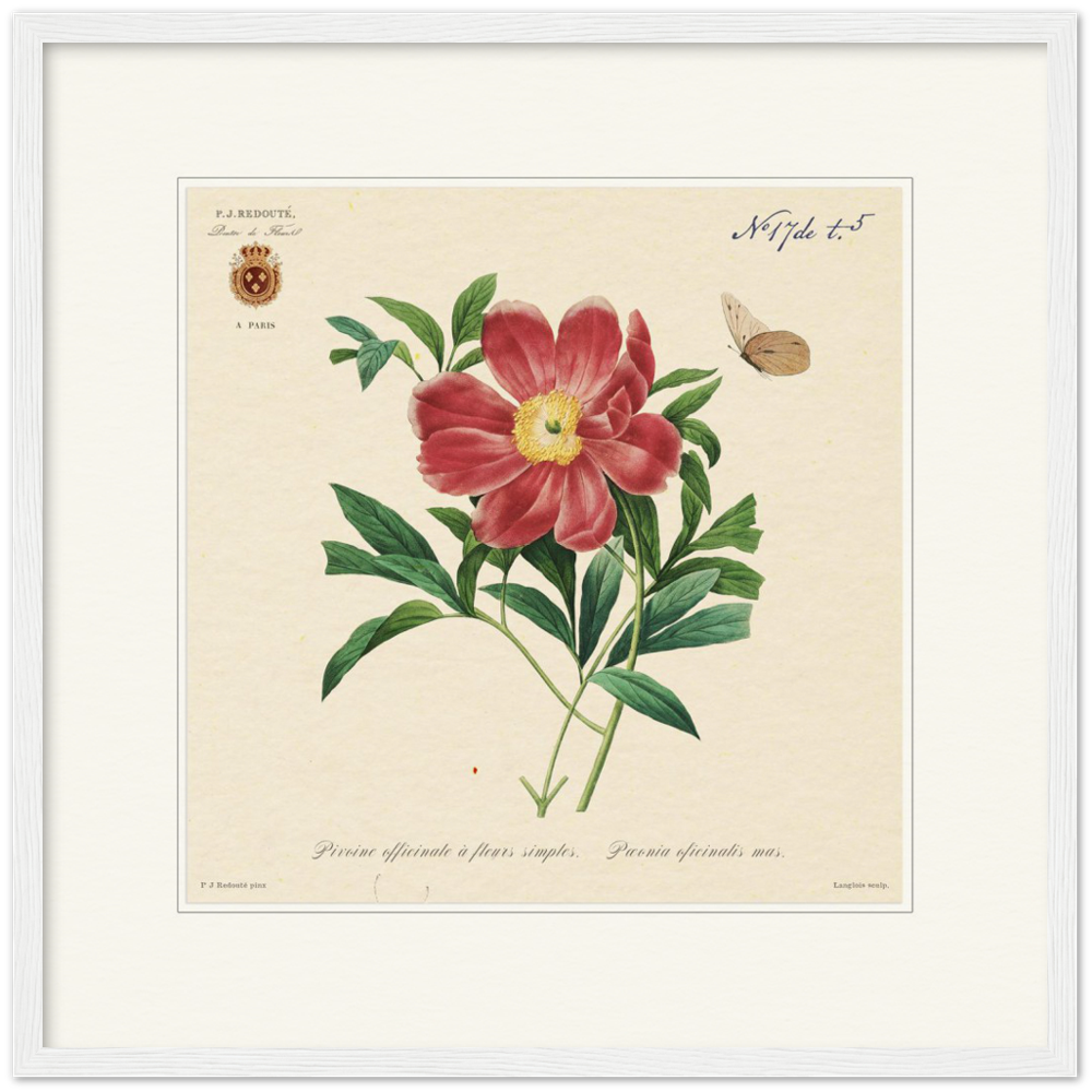 Peony by Redouté, 1827 (édition classique)