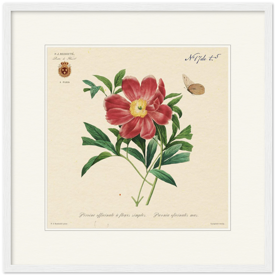 Peony by Redouté, 1827 (édition classique)