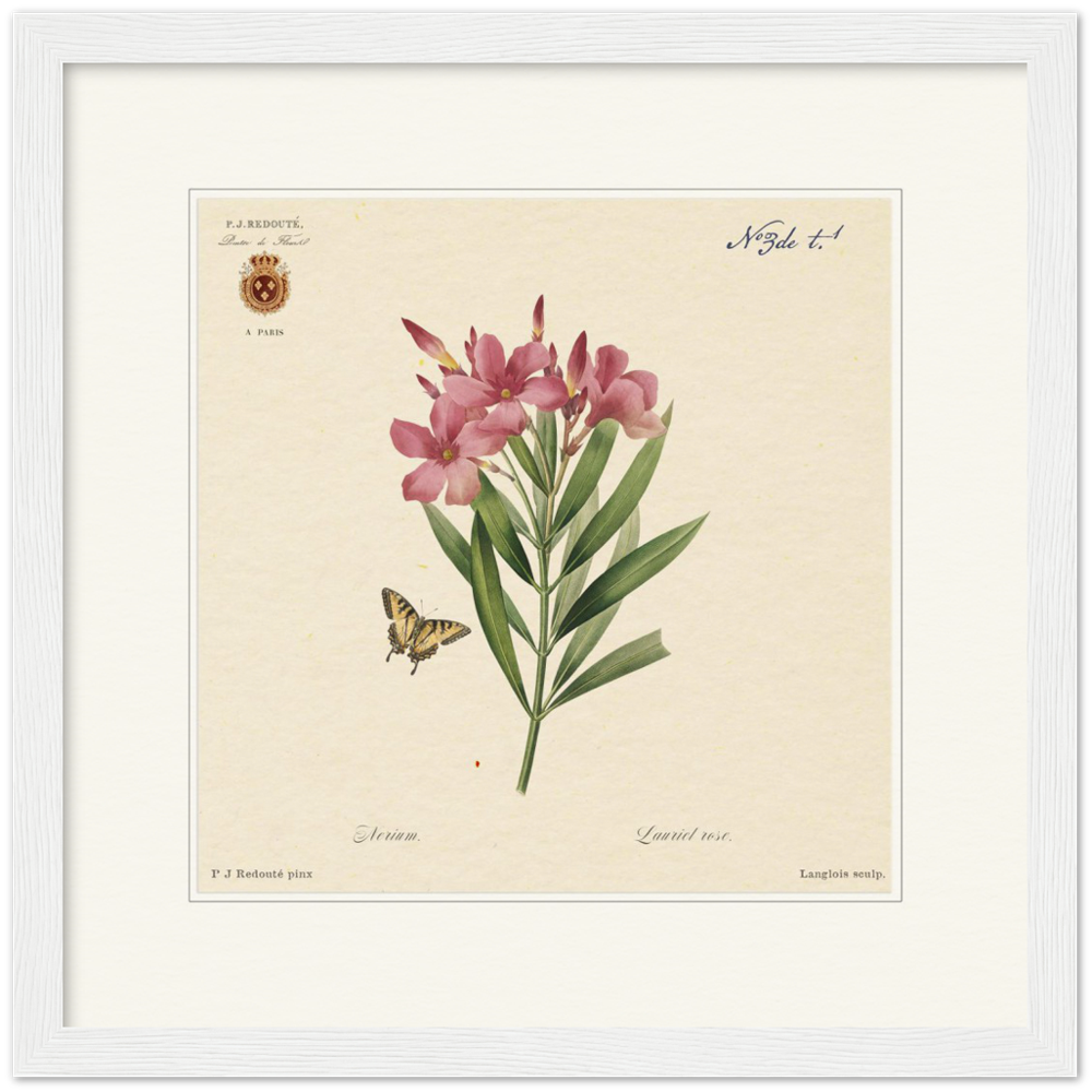 Oleander flowers by Redouté, édition classique