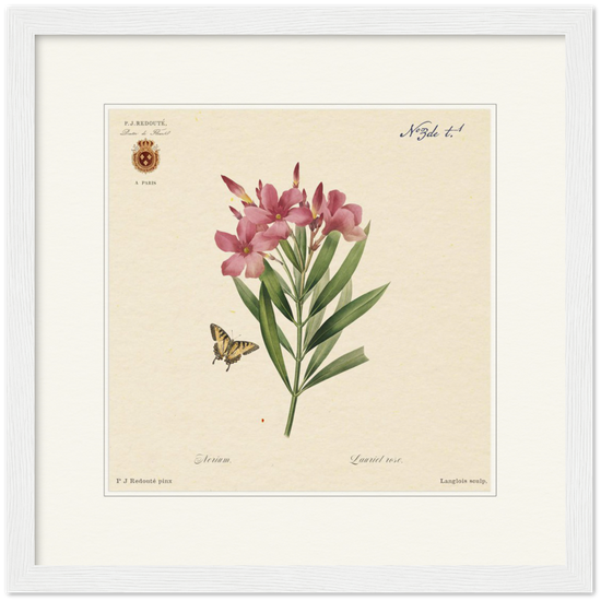 Oleander flowers by Redouté, édition classique
