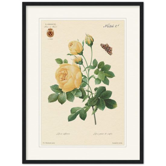 Yellow rose by Langlois and Redouté (édition classique)