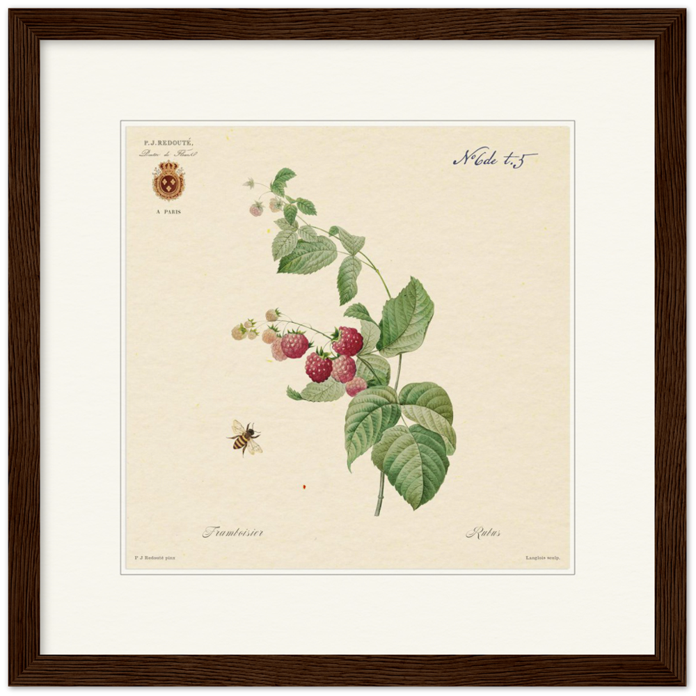 Raspberries by Redouté, 1824 (édition classique)