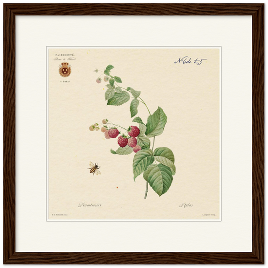 Raspberries by Redouté, 1824 (édition classique)