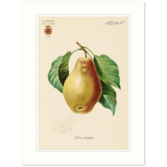 Tarquin Pear