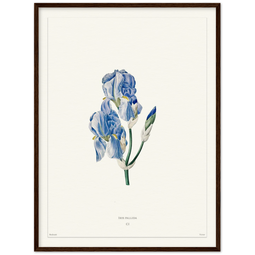 Pale iris, 1827 (édition blanc)