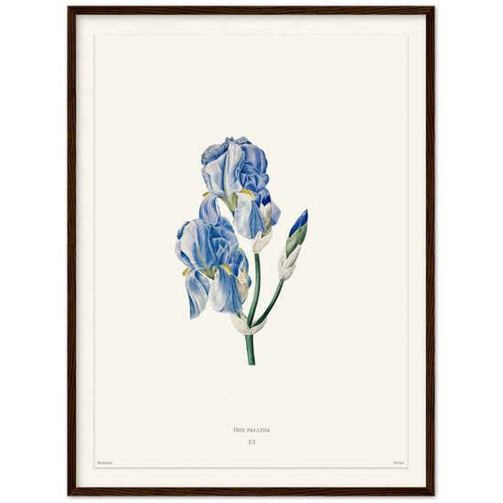 Pale iris, 1827 (édition blanc)