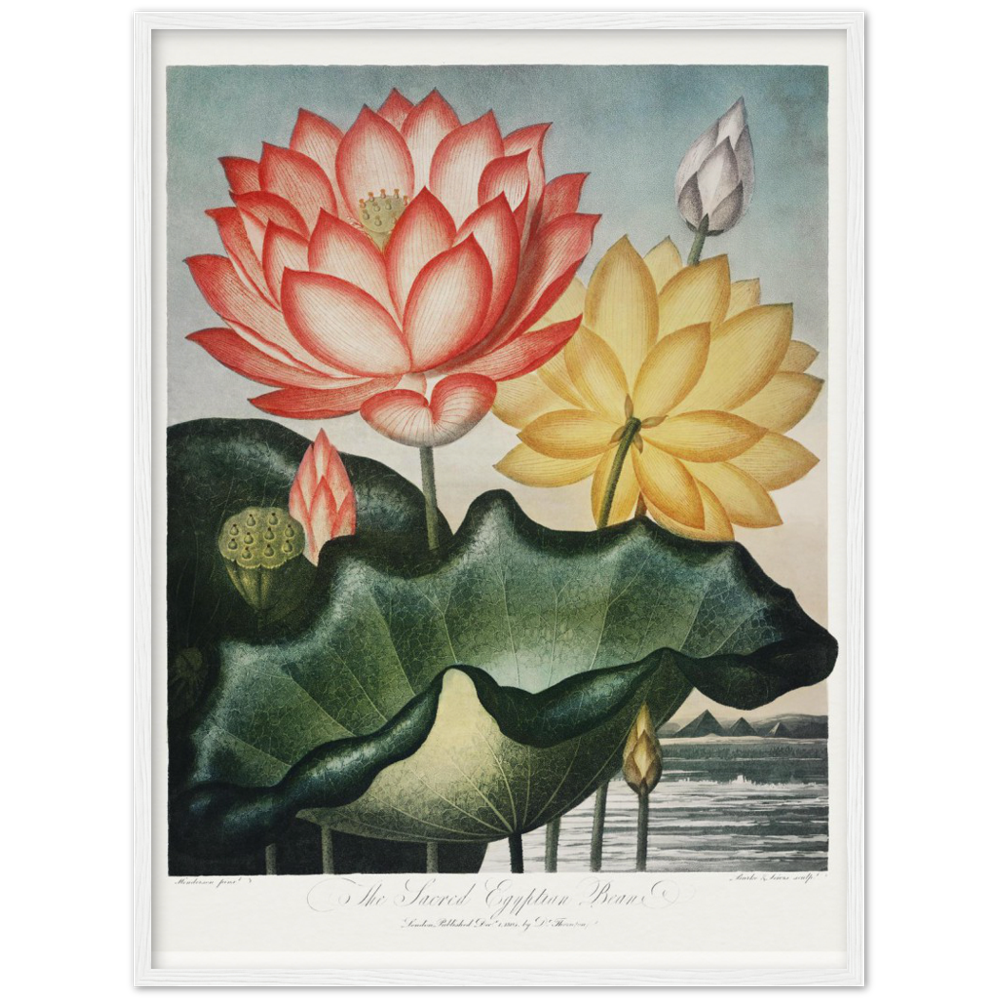 The Sacred Egyptian Bean by R.J. Thornton, 1807