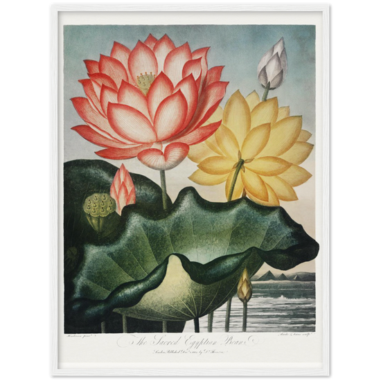 The Sacred Egyptian Bean by R.J. Thornton, 1807