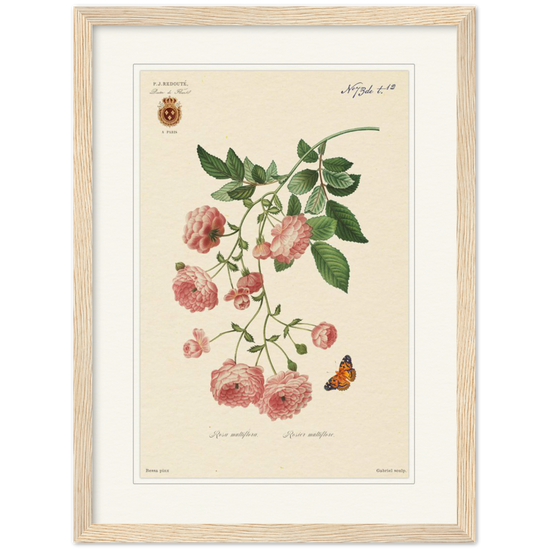 Pierre-Joseph Redouté, floral, flowers, art, wall art, flower prints, botanical, illustration, plants, roses
