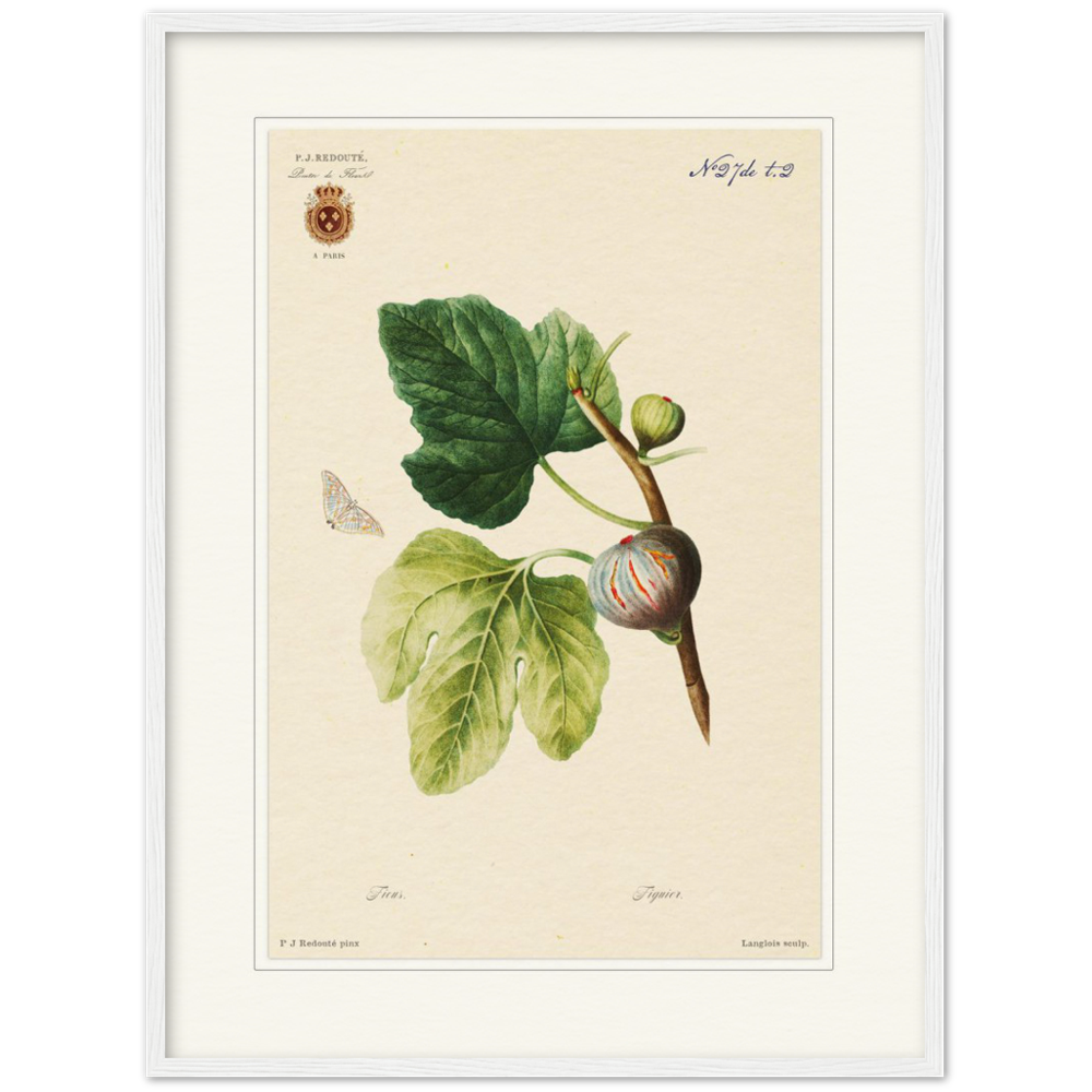 Figs by Redouté, 1834 (édition classique)