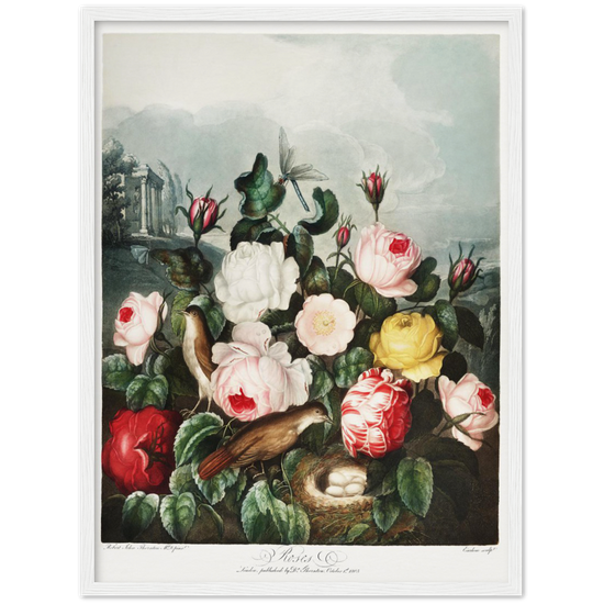 The Roses by R.J. Thornton, 1807