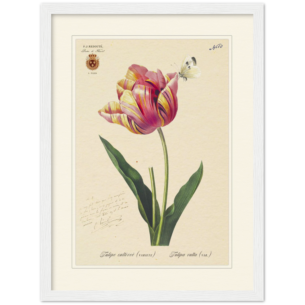 Triumph Tulip III