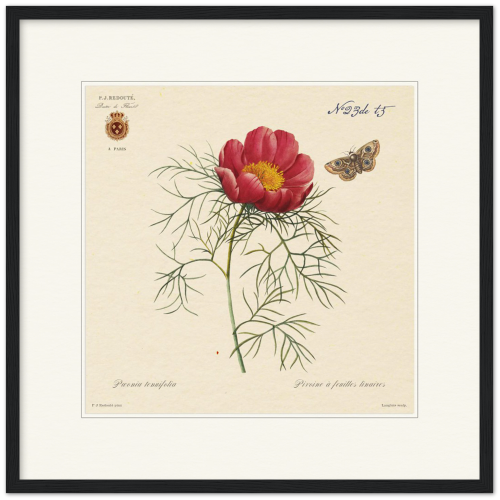 Pierre-Joseph Redouté, floral, flowers, art, wall art, flower prints, botanical, illustration, plants, roses