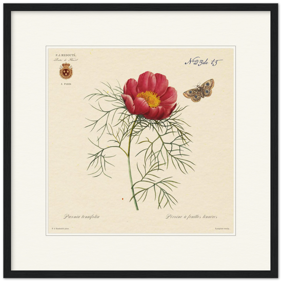 Pierre-Joseph Redouté, floral, flowers, art, wall art, flower prints, botanical, illustration, plants, roses