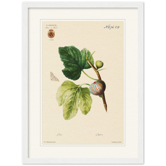 Figs by Redouté, 1834 (édition classique)