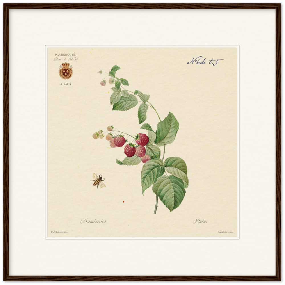 Raspberries by Redouté, 1824 (édition classique)