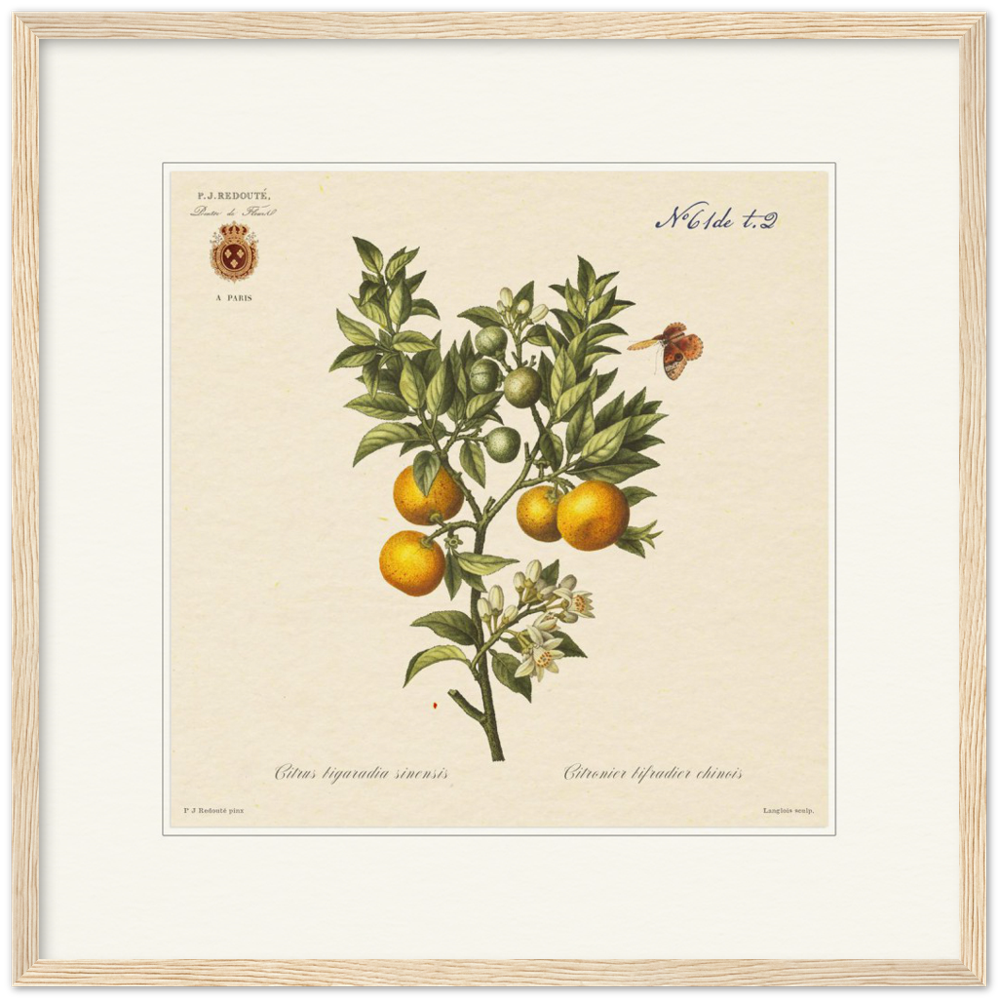 Bitter orange by Redouté, 1834 (édition classique)