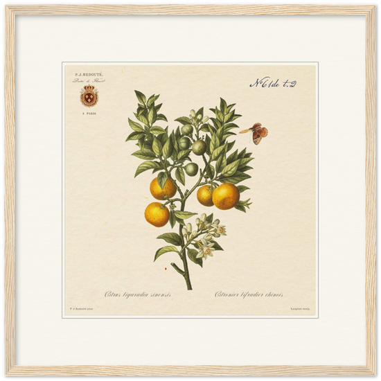 Bitter orange by Redouté, 1834 (édition classique)