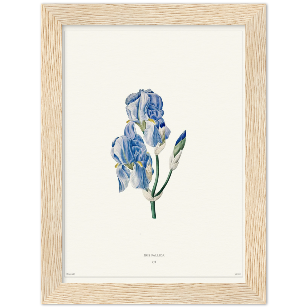Pale iris, 1827 (édition blanc)
