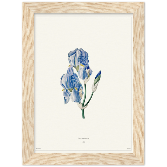 Pale iris, 1827 (édition blanc)
