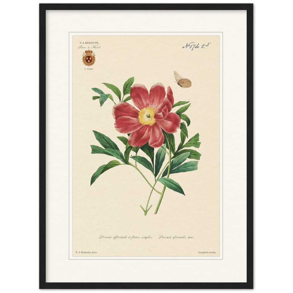 Peony by Redouté, 1827 (édition classique)